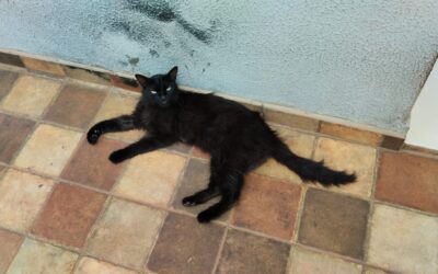 Subea alerta que otite em animais domésticos é comum, mas precisa de atenção para não virar crônico