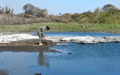 Gretap: equipe do Governo de MS no Pantanal monitora áreas queimadas em busca de animais feridos