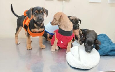 Prefeitura realiza ação de adoção de cães e gatos no próximo sábado
