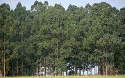 Estado deve ultrapassar 2,5 milhões de hectares com florestas de eucalipto