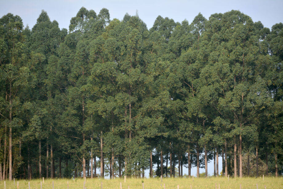 Estado deve ultrapassar 2,5 milhões de hectares com florestas de eucalipto