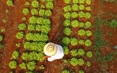 Com 80 mil famílias, MS contempla agricultura familiar com projetos inclusivos e inovadores