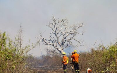 Focos ativos na região de Maracangalha, no Pantanal de MS, mobilizam bombeiros e brigadistas
