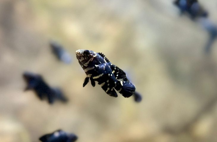 Filhotes de Acará nascidos no Bioparque Pantanal são atrações em tanque itinerante