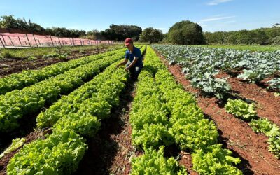 Hortas urbanas dobraram em dois anos e transformam paisagens de Campo Grande