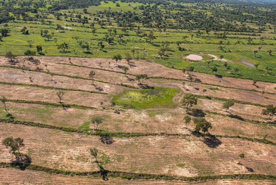 MS tem 4,7 milhões de hectares de pastagens degradadas passíveis de recuperação