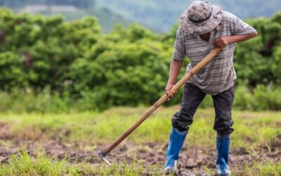 Investimento na agricultura familiar sobe 130% em edital de extensão da Fundect