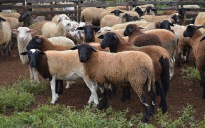 Iagro estabelece normas para trânsito de ovinos e caprinos após MS ser reconhecido área livre de febre aftosa