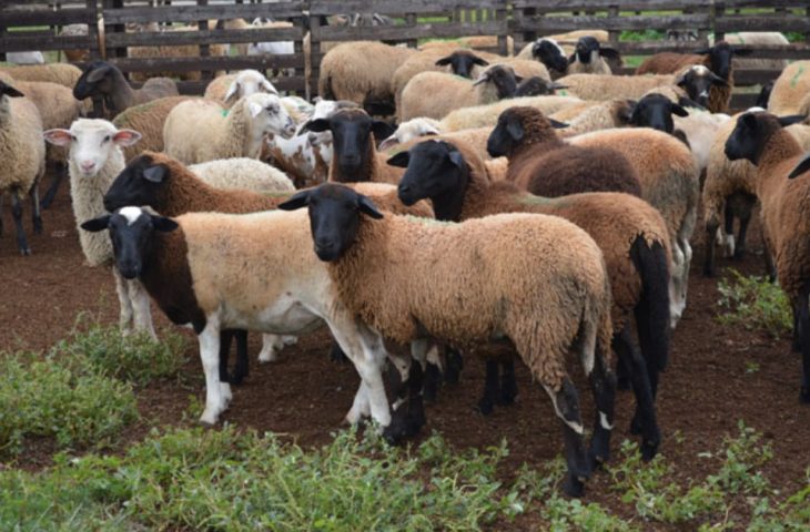 Iagro estabelece normas para trânsito de ovinos e caprinos após MS ser reconhecido área livre de febre aftosa