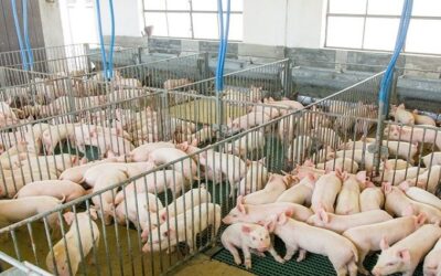 Governo destaca potencialidades do Estado na SIAVS 2024 para atrair novos empreendimentos de proteína animal para MS