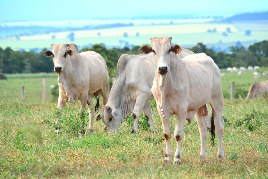 Rebanho bovino de MS cresce após seis anos em queda e chega a 18,9 milhões