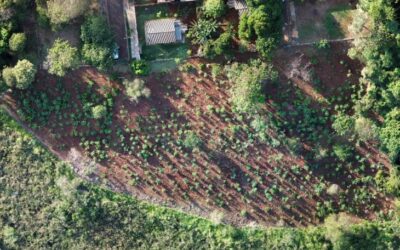 MS Verde: 1.450 mudas de árvores são plantadas pela Sanesul em reserva ambiental de Dourados