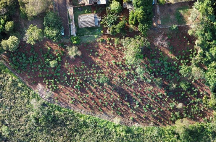 MS Verde: 1.450 mudas de árvores são plantadas pela Sanesul em reserva ambiental de Dourados