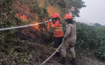 Incêndios florestais se intensificam em biomas de MS, e na fronteira com a Bolívia combate continua