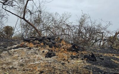 Mudança de cálculo some com 1 milhão de hectares queimados no Pantanal