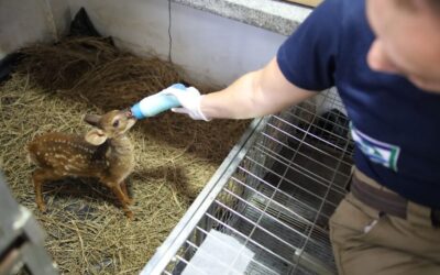 Hospital para a fauna silvestre já atendeu quase 3 mil animais resgatados em MS