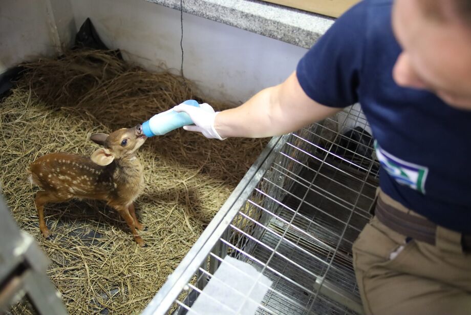 Hospital para a fauna silvestre já atendeu quase 3 mil animais resgatados em MS