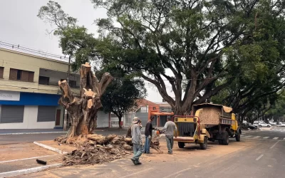 Patrimônio da cidade, figueira centenária é removida do canteiro da Avenida Mato Grosso