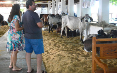 Expogenética terá rodeio internacional, leilão inédito e movimentará Campo Grande