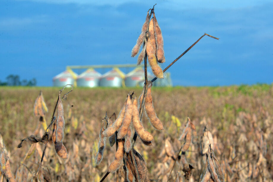 Plantio da soja começa com área plantada superior às últimas 5 safras