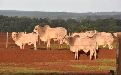 Arroba vai a R$ 300 e carne bovina deve ficar mais cara ao consumidor