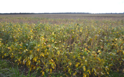 Área plantada de soja atinge 72,2% no Mato Grosso do Sul