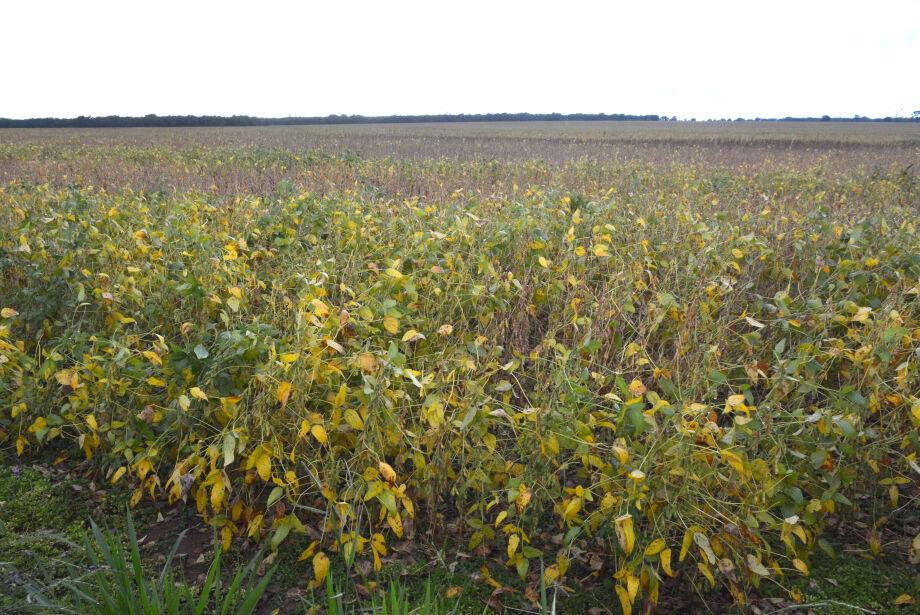 Área plantada de soja atinge 72,2% no Mato Grosso do Sul