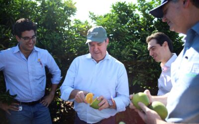 Com citricultura em expansão, produção de gigante do setor de laranja está em pleno vapor em MS