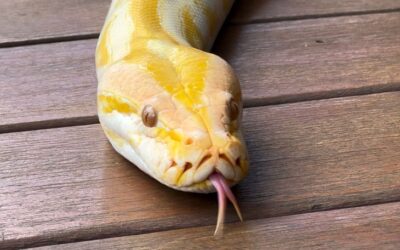Píton albina que não pode retornar à natureza ganhará nova chance no Bioparque Pantanal