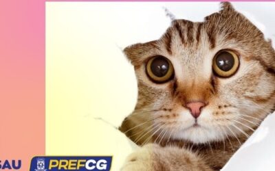 CCZ amplia oferta de vagas para castração de gatos na Capital com atendimento presencial