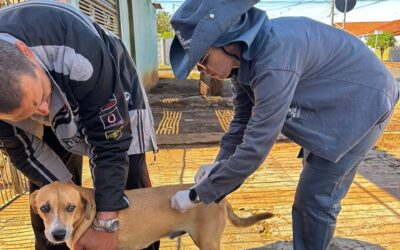 Vacinação na próxima quarta-feira atenderá cães e gatos nas unidades de emergência e na Praça Ari Coelho