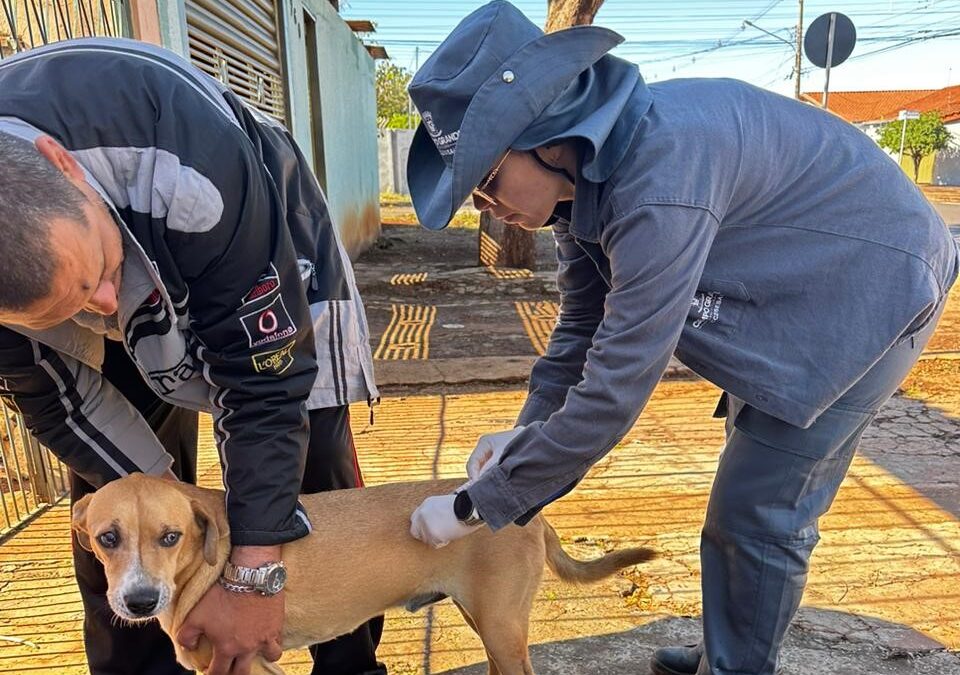 Vacinação na próxima quarta-feira atenderá cães e gatos nas unidades de emergência e na Praça Ari Coelho