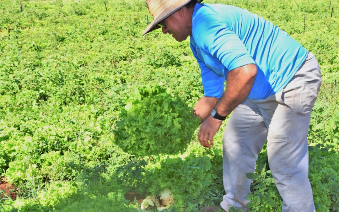 PAA indígena cumpre ODS e garante compra e entrega de alimentos seguros para as comunidades