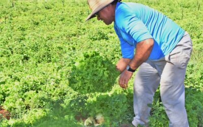 PAA indígena cumpre ODS e garante compra e entrega de alimentos seguros para as comunidades