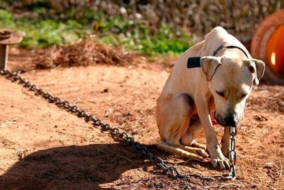 Deputado quer punir tutores que deixam cachorro acorrentado em MS