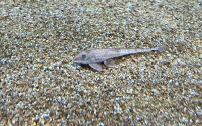 Bioparque Pantanal é o mais novo associado da AZAB e reforça compromisso com a biodiversidade