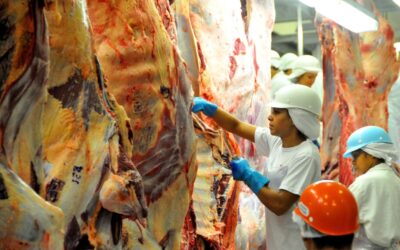 Alavancado pelas exportações, abate de bovinos em MS cresce 12% em 2024