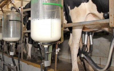 Proleite: Governo de MS inicia programa para melhorar rebanho e aumentar produção de leite