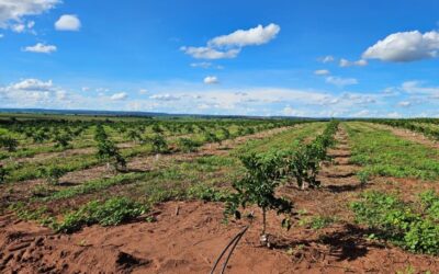 Cassilândia vira novo polo de produção de laranjas em MS e deve ter mais de 3 mil hectares plantados