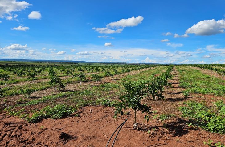 Cassilândia vira novo polo de produção de laranjas em MS e deve ter mais de 3 mil hectares plantados