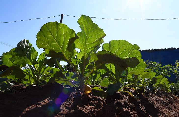 Sua ação pode virar referência: SES abre chamada para coletânea de boas práticas em nutrição