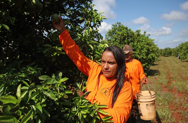 Nova fronteira: citricultura abre oportunidades e muda a vida de trabalhadores em Mato Grosso do Sul