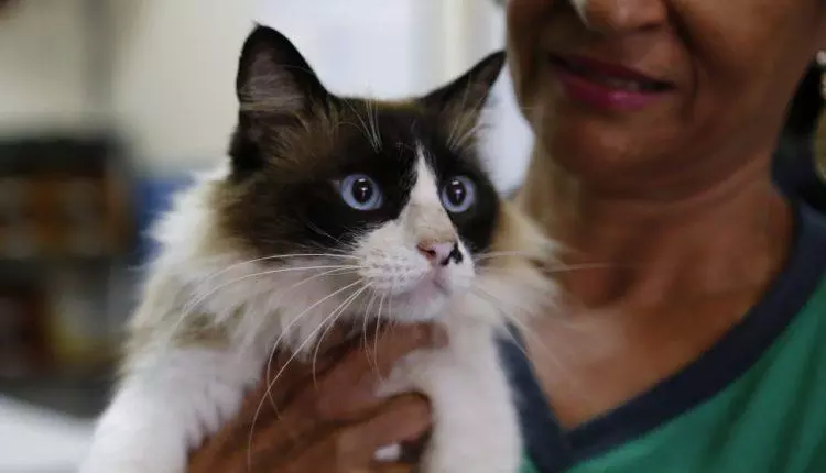 Distribuição de senhas para castração gratuita de gatos no CCZ tem novo horário