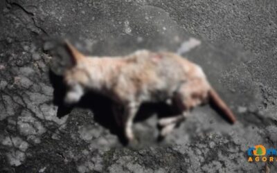 Idoso é suspeito de matar cão com golpe de facão e paulada em MS