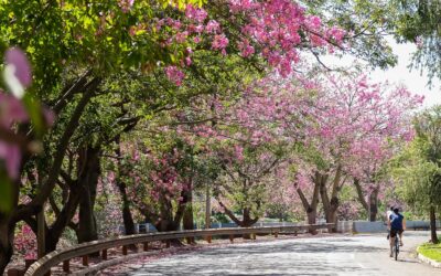 Campo Grande é a capital mais arborizada do Brasil, aponta IBGE