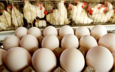 Com perspectiva de aumentar produção, volume das exportações de ovos de MS aos EUA dobra a cada ano