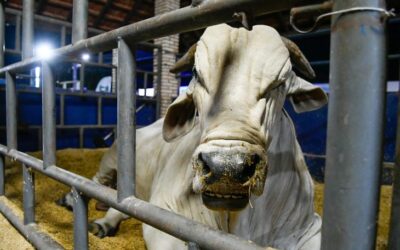 Marco histórico: MS recebe status de área livre de aftosa, apto para ampliar mercados da carne