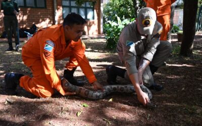 Na luta contra o fogo toda vida importa e Bombeiros aprimoram técnicas para resgate de animais silvestres