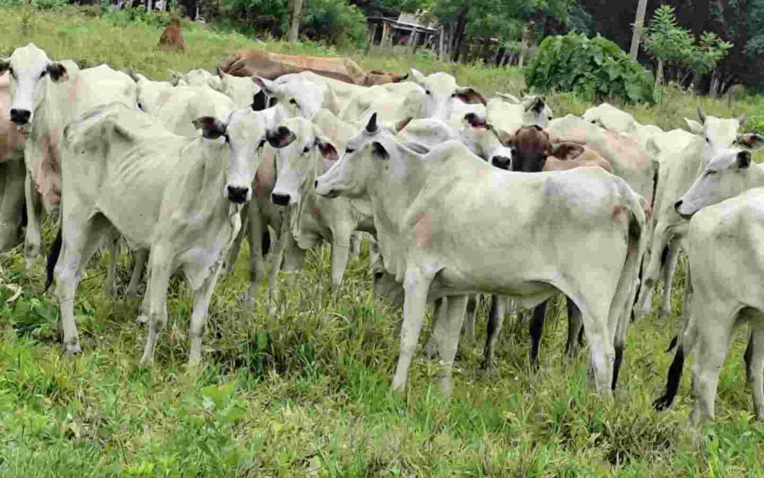 Com alta nos abates e na produção de leite, couro e ovos, agro fecha trimestre em crescimento
