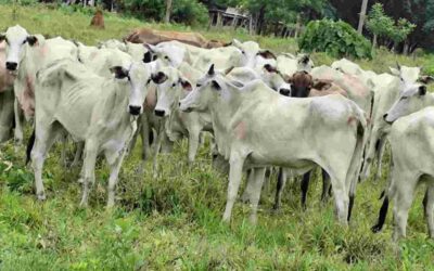 Com alta nos abates e na produção de leite, couro e ovos, agro fecha trimestre em crescimento